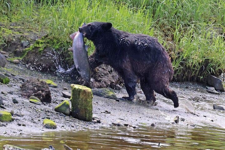Private Ketchikan Custom Excursion: Totems, Wildlife & Local Culture (3-Hour Personalized Tour) photo 6