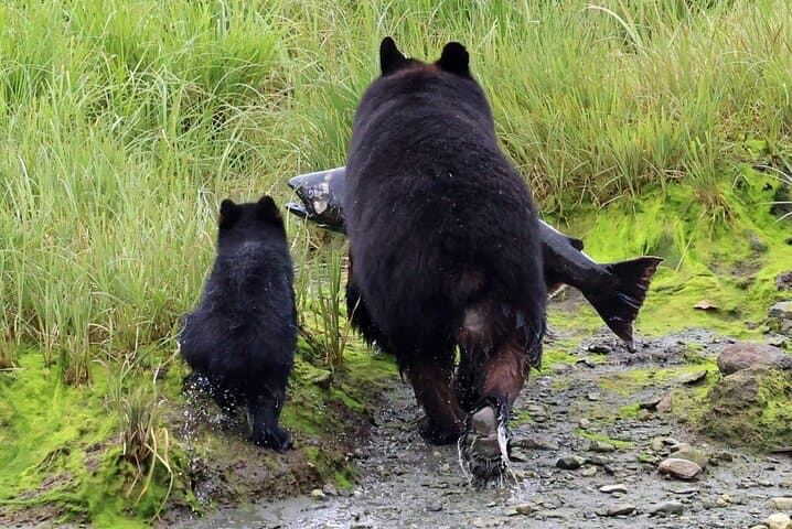 Private Ketchikan Custom Excursion: Totems, Wildlife & Local Culture (3-Hour Personalized Tour)