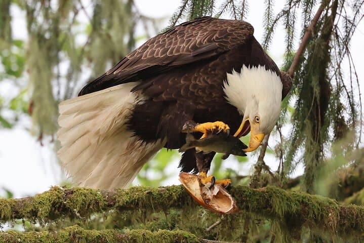 Private Ketchikan Custom Excursion: Totems, Wildlife & Local Culture (3-Hour Personalized Tour) photo 2