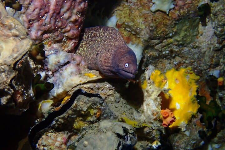 SSI Open Water Diver Certification on Koh Tao — 3-Day Scuba Course photo 4