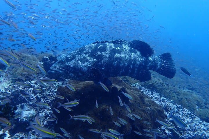 SSI Open Water Diver Certification on Koh Tao — 3-Day Scuba Course photo 6