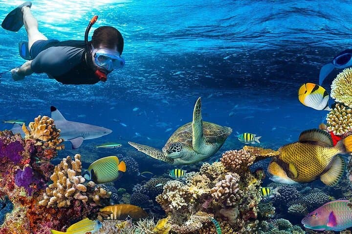 Red Sea Snorkel: Full-Day Safaga Excursion from Luxor