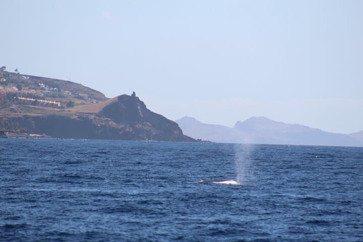Half-Day Madeira West Coast Cruise with Snorkeling & Lunch photo 4