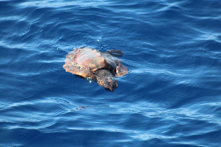 Half-Day Madeira West Coast Cruise with Snorkeling & Lunch photo 5