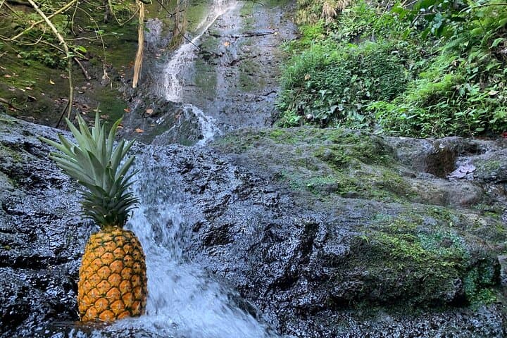 Discover Oahu’s Hidden Waterfall: A Four-Hour Nature Hike from Honolulu photo 5