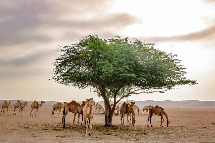 Mleiha Archaeological Desert Safari: 4x4 Tour and Museum Visit from Dubai photo 1