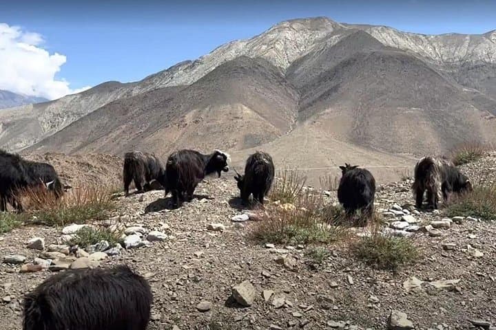 Upper Mustang Trek: Journey to Lo Manthang and the Kali Gandaki Gorge photo 2
