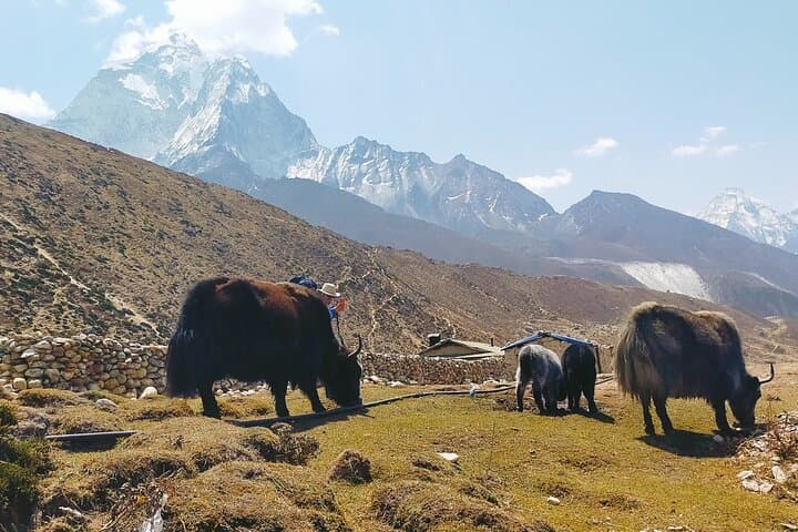 Ama Dablam Base Camp Trek: 13-Day High-Altitude Trek from Kathmandu to Pangboche photo 4