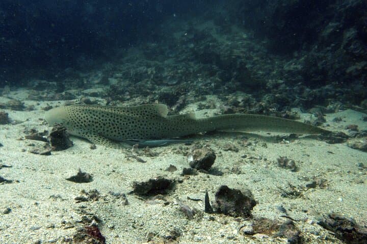 Speedboat Scuba Diving from Koh Yao Yai: Small-Group Andaman Sea Day Trips photo 4