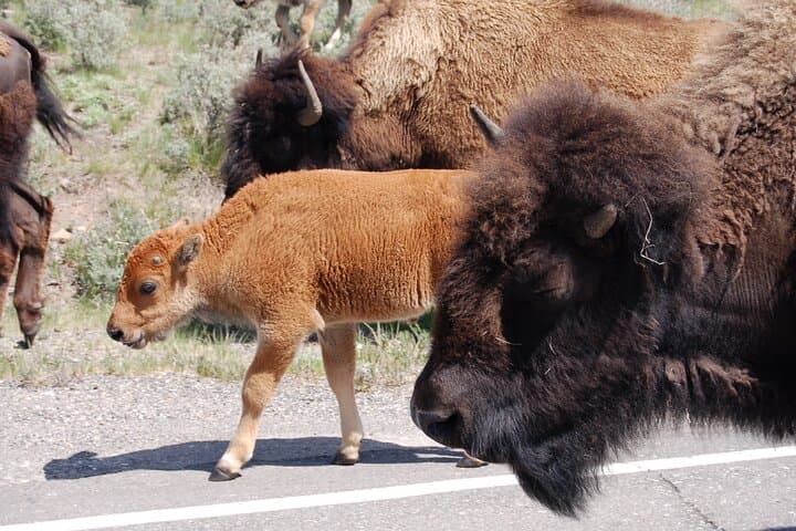 Yellowstone Grand Loop: One-Day Tour of Old Faithful, Grand Prismatic & Canyon