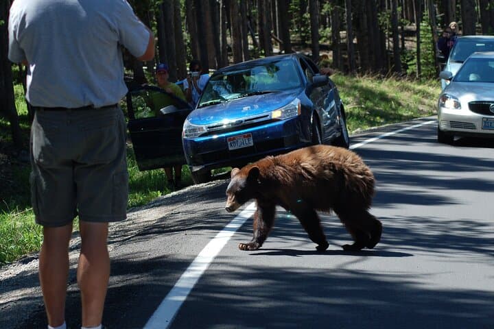 Yellowstone Grand Loop: One-Day Tour of Old Faithful, Grand Prismatic & Canyon photo 6