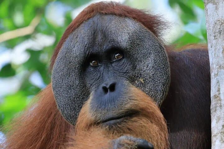 2-Day Bukit Lawang Jungle Trek to See Wild Orangutans photo 2