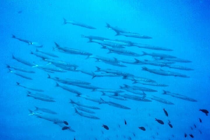 Try Scuba Sea Baptism at Isola delle Femmine — Private 3‑Hour Guided Dive from Palermo photo 3