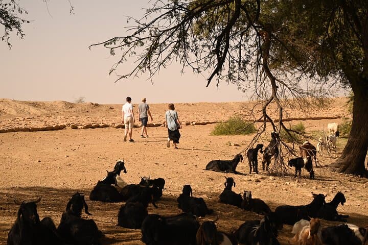 Jaisalmer Overnight Camel Safari & Stargazing: Non‑Touristic Thar Desert Experience photo 6