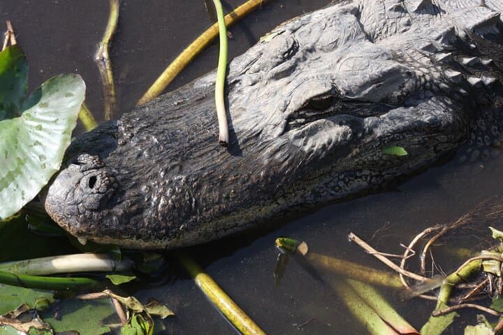 Everglades Day Safari from Miami: A Full-Day Journey into Florida’s Untamed Wetlands