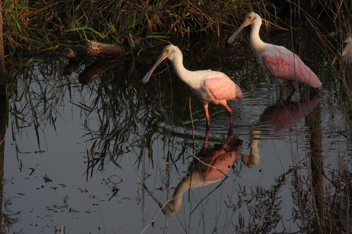Everglades Day Safari from Miami: A Full-Day Journey into Florida’s Untamed Wetlands photo 5