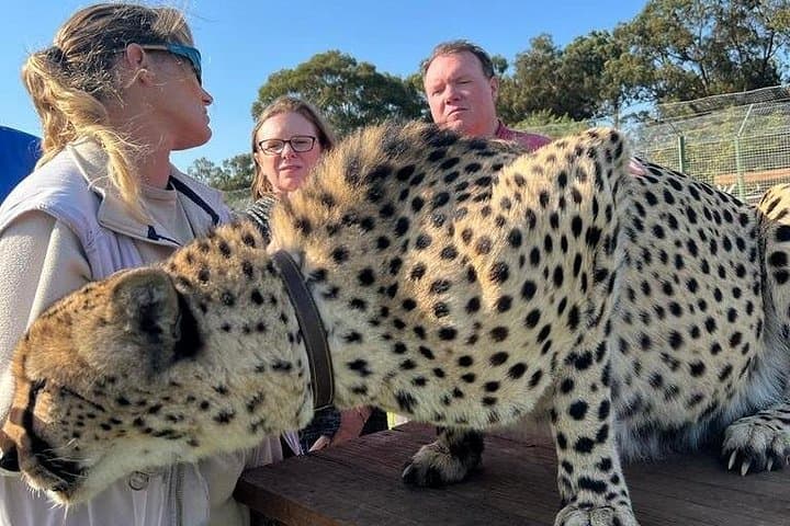 Cape Town 4-Day Luxury: Helicopter, Sunset Cruise, Big-5 Safari & Winelands photo 3