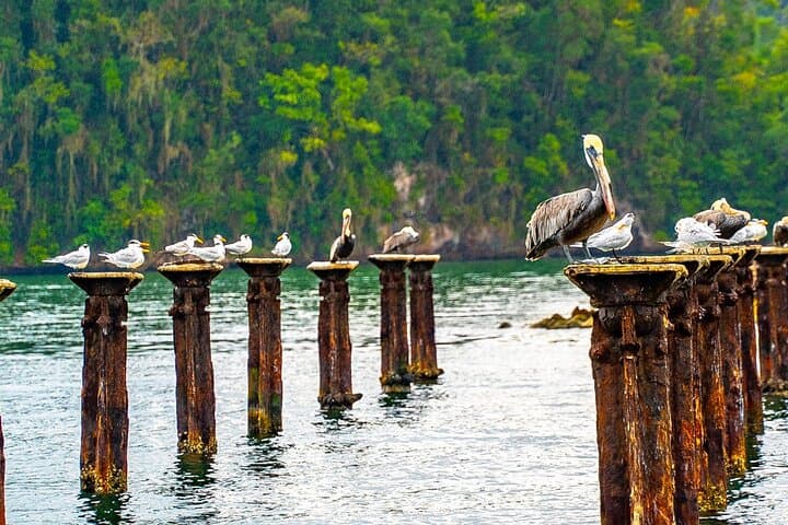 Los Haitises and Cayo Levantado Day Trip from Santo Domingo — Boat Tour to Bacardí Island photo 5