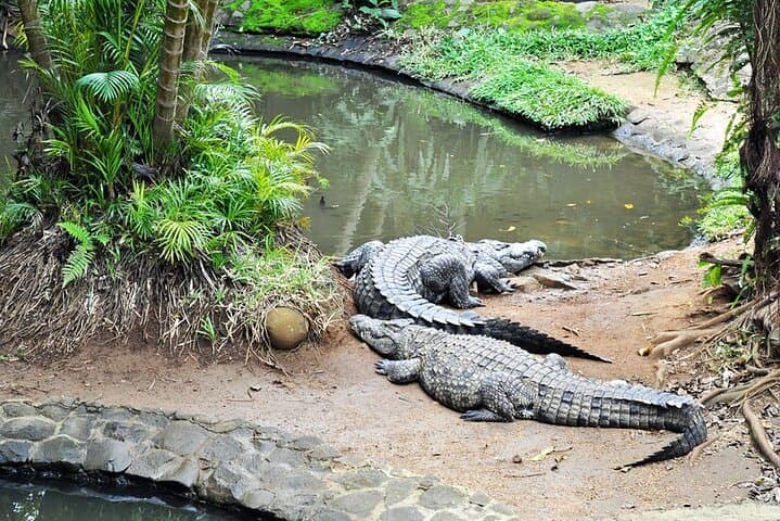 La Vanille Nature Park: Crocodiles, Giant Tortoises & the Insectarium in Mauritius photo 2