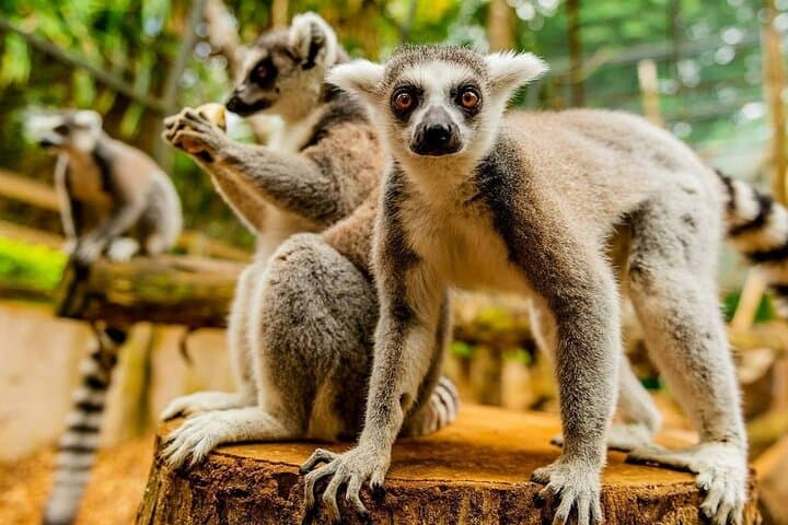 La Vanille Nature Park: Crocodiles, Giant Tortoises & the Insectarium in Mauritius photo 3