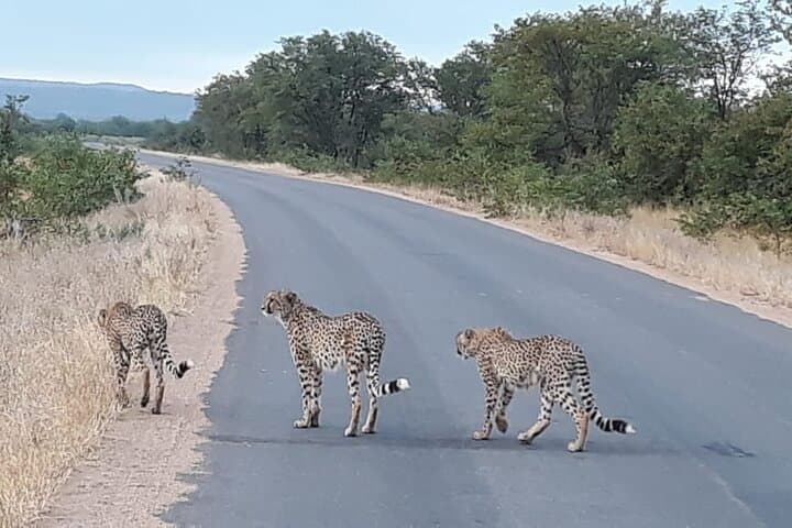 Morning Kruger Safari from Hazy View — Half-Day Big 5 Game Drive