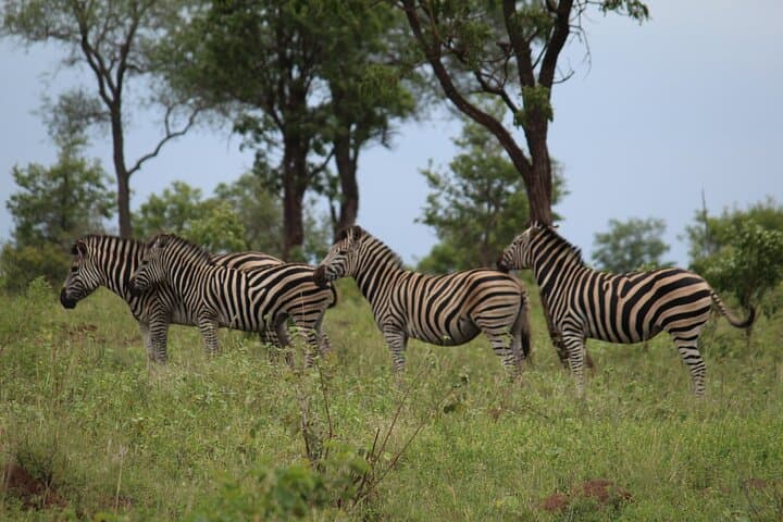 Morning Kruger Safari from Hazy View — Half-Day Big 5 Game Drive photo 2