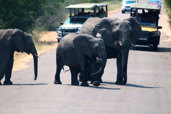 Morning Kruger Safari from Hazy View — Half-Day Big 5 Game Drive photo 3