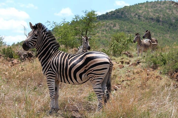 Morning Kruger Safari from Hazy View — Half-Day Big 5 Game Drive photo 4