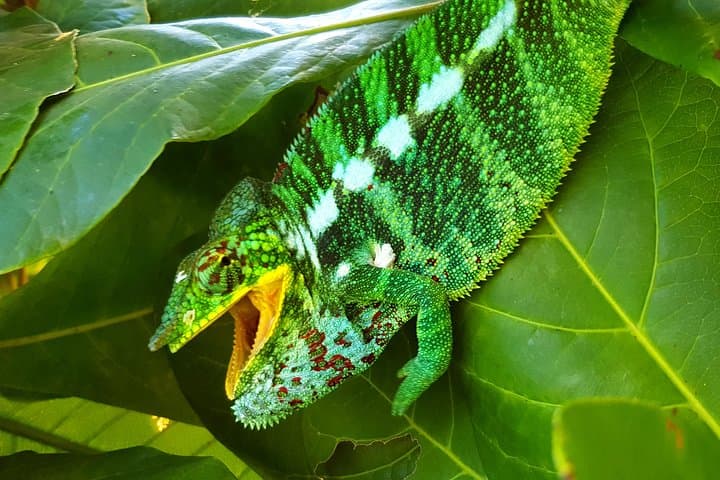 Full-Day Jungle Trek on Nosy Komba: Summit Hike & Black Lemur Sanctuary photo 1