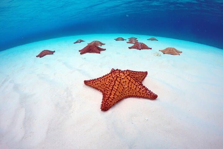Cozumel Catamaran Snorkel: Palancar Reef & El Cielo with Local Lunch photo 5