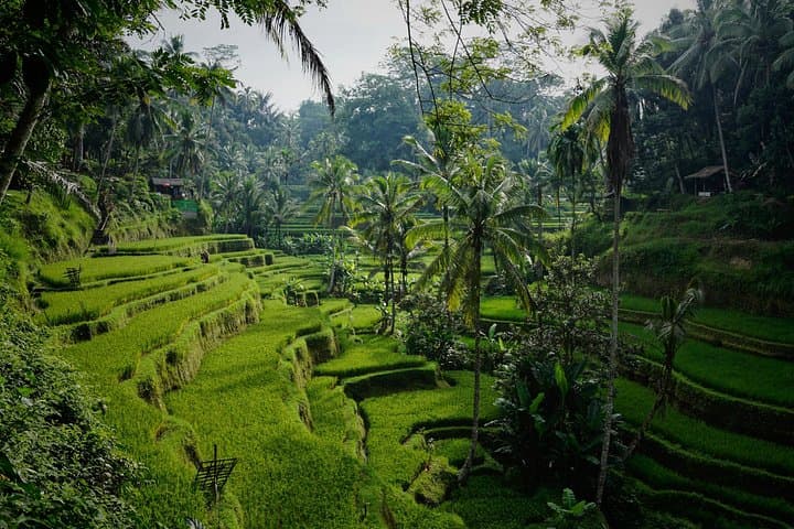 Full-Day Bali Cultural & Scenic Introduction: Ubud, Goa Gajah, Kintamani & Tegalalang photo 4