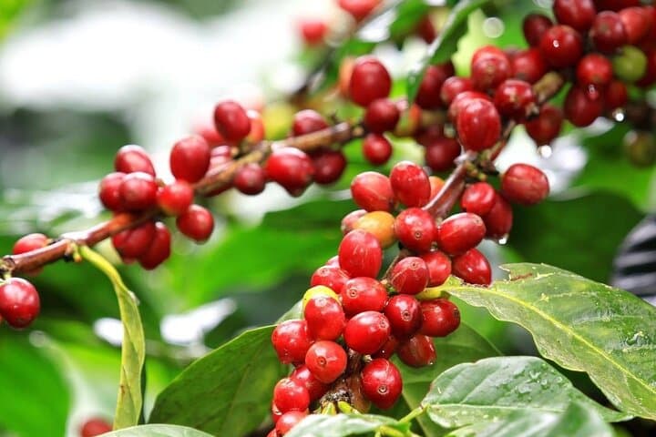 Fairview Coffee Farm Private Tour from Nairobi — Plantation, Processing & Cupping photo 2