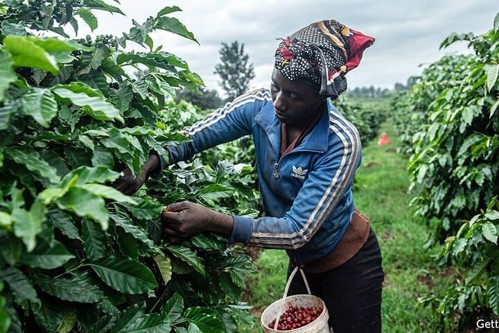 Fairview Coffee Farm Private Tour from Nairobi — Plantation, Processing & Cupping photo 4