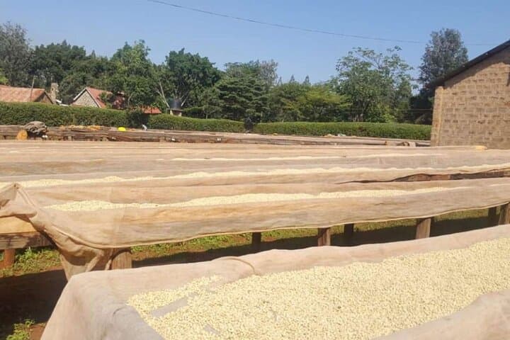 Fairview Coffee Farm Private Tour from Nairobi — Plantation, Processing & Cupping photo 5