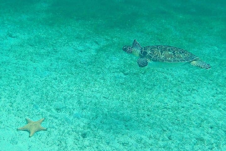 Sailing the Baie des Saintes: Beginner Catamaran Cruise and Turtle Snorkel photo 3