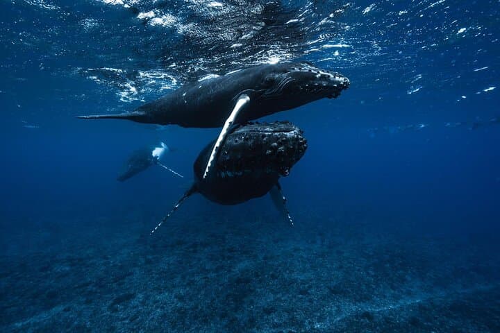 Moorea Half-Day Small-Group Whale Watching: Close Encounters with Humpback Whales photo 2