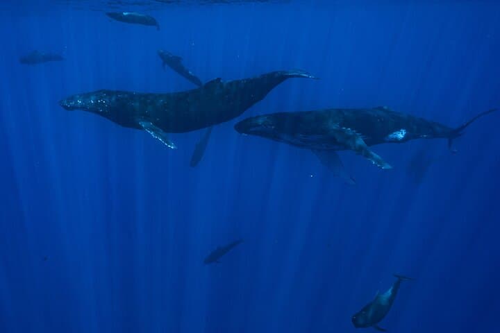 Moorea Half-Day Small-Group Whale Watching: Close Encounters with Humpback Whales photo 4