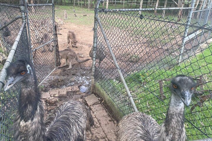 Blue Mountains Full-Day Wildlife, Three Sisters & Govetts Leap Hike from Sydney photo 6