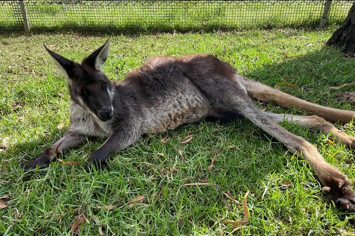 Blue Mountains Private Day Trip from Sydney — Three Sisters, Wildlife & Scenic Lookouts photo 4