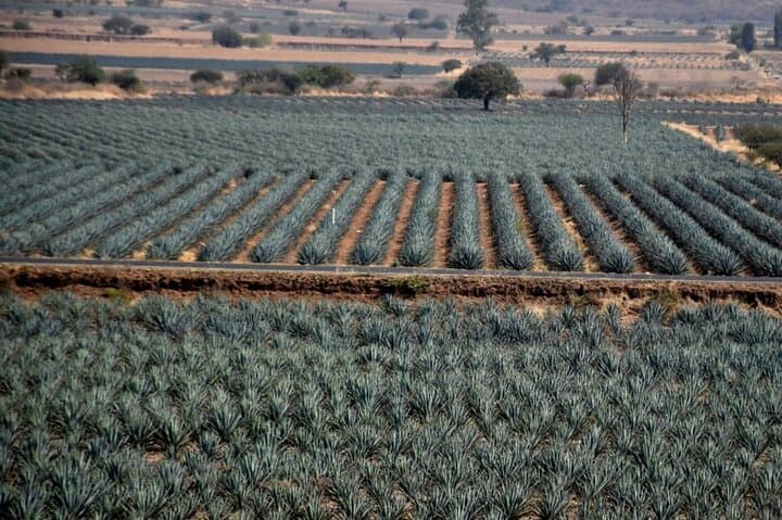 Tequila Pueblo Mágico Private Day Tour — Tequileras, Agave Fields & Cantaritos photo 4