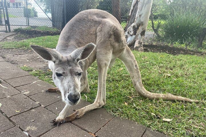 Blue Mountains Full-Day Wildlife, Three Sisters & Govetts Leap Hike from Sydney photo 4