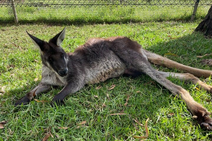 Blue Mountains Full-Day Wildlife, Three Sisters & Govetts Leap Hike from Sydney photo 5