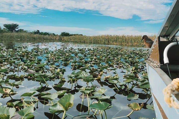 Miami Everglades Airboat Tour: 60-Minute Wildlife Ride with Pickup photo 2
