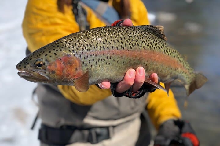 Half Day Walk and Wade Fly Fishing on Colorado’s Eagle River photo 4
