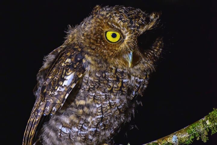 Monteverde Night Vision Wildlife Walk — Exclusive Small-Group Cloud Forest Tour photo 6