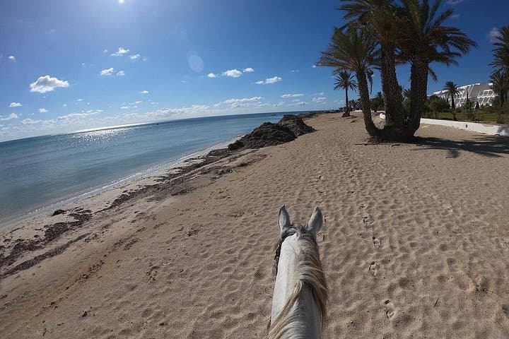 Horseback Riding in Djerba Lagoon — 2-Hour Coastal Horseback Tour in Djerba, Tunisia photo 4