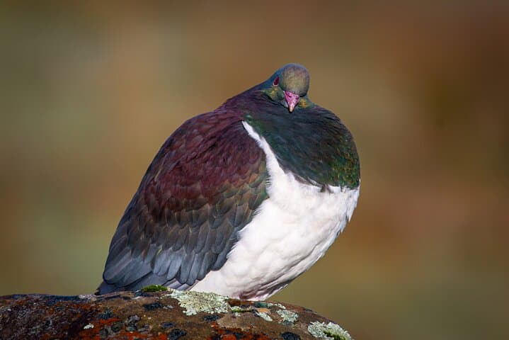 Okarito Eco Nature Tour: Guided Birding, Trig Walk & Lagoon Views photo 3