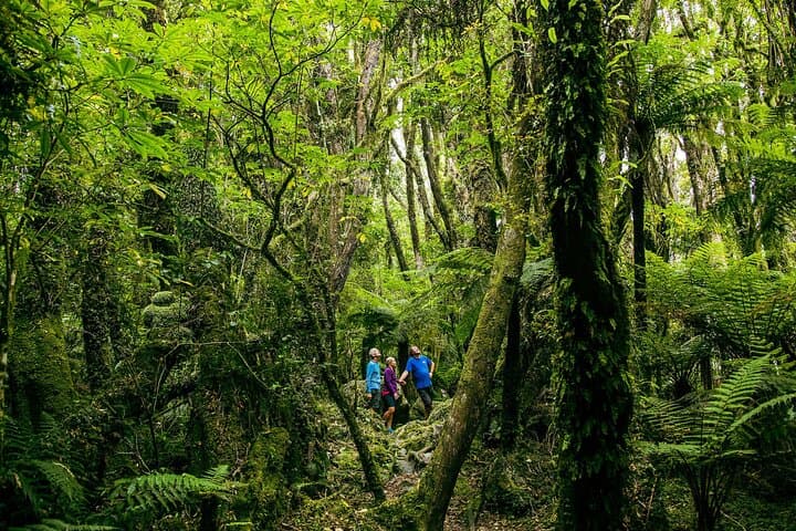 Fox Glacier Nature Tour: Rainforest Walk to Fox Neve & Mt Tasman Views photo 4