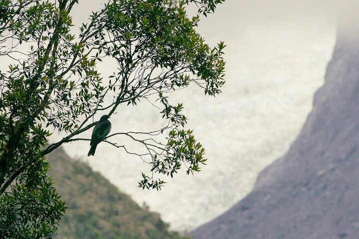 Fox Glacier Nature Tour: Rainforest Walk to Fox Neve & Mt Tasman Views photo 5