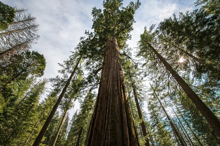 Coast to Granite: 2-Day Private Monterey, 17-Mile Drive & Yosemite Escape from San Francisco photo 2